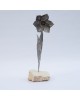 Narcissus Narcissus