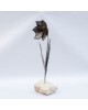 Narcissus Narcissus