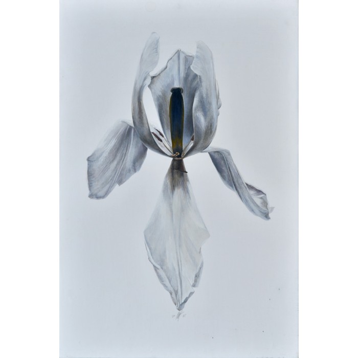 The White Tulip The White Tulip