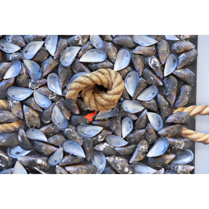 Still-life with shells Still-life with shells