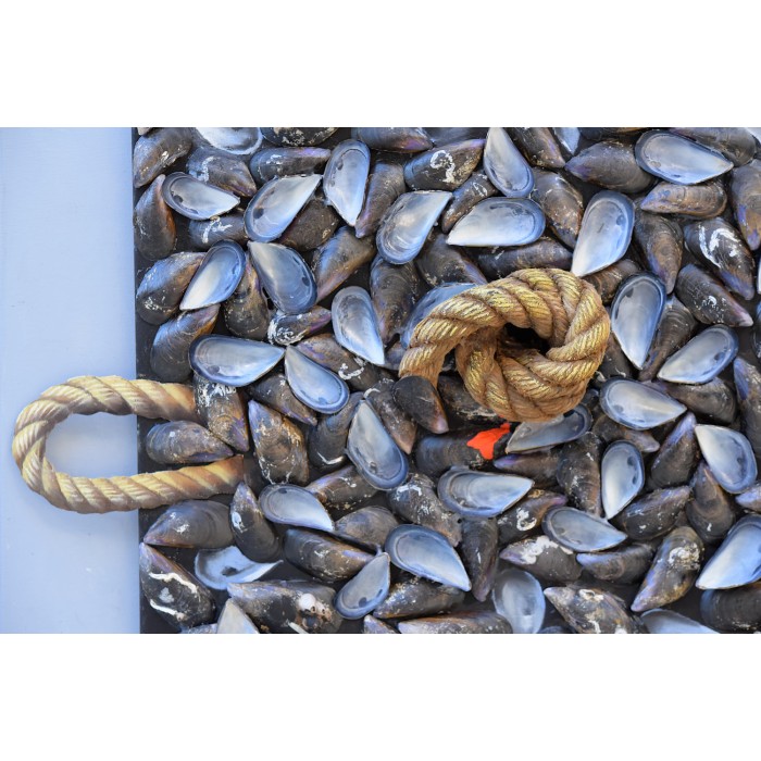 Still-life with shells Still-life with shells