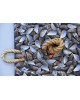 Still-life with shells Still-life with shells