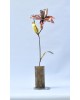 Lilium Lilium
