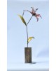 Lilium Lilium