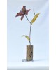 Lilium Lilium