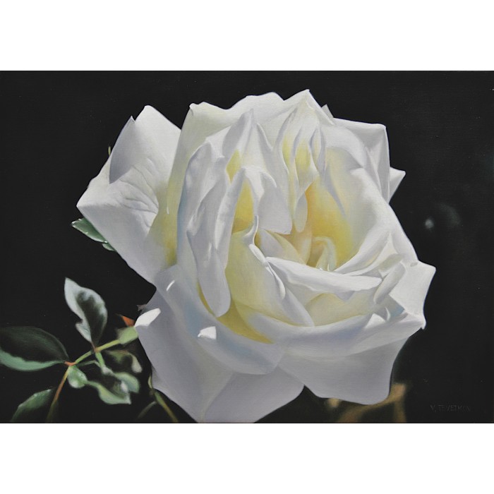 White rose White rose
