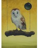 Owl Owl