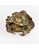 Sea Crab Sea Crab