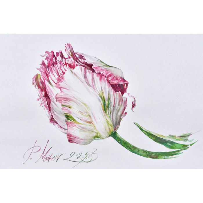 Nature I - Tulip